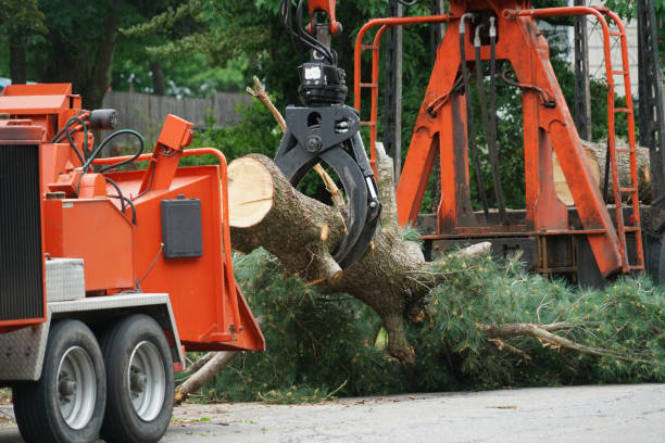 How Our Tree Care Process Works  in  Olivia, MN